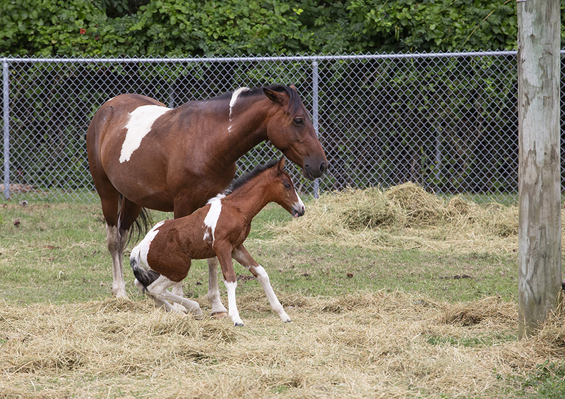 Chincoteague Wild Ponies : Richard Moore : Photographer : Photojournalist